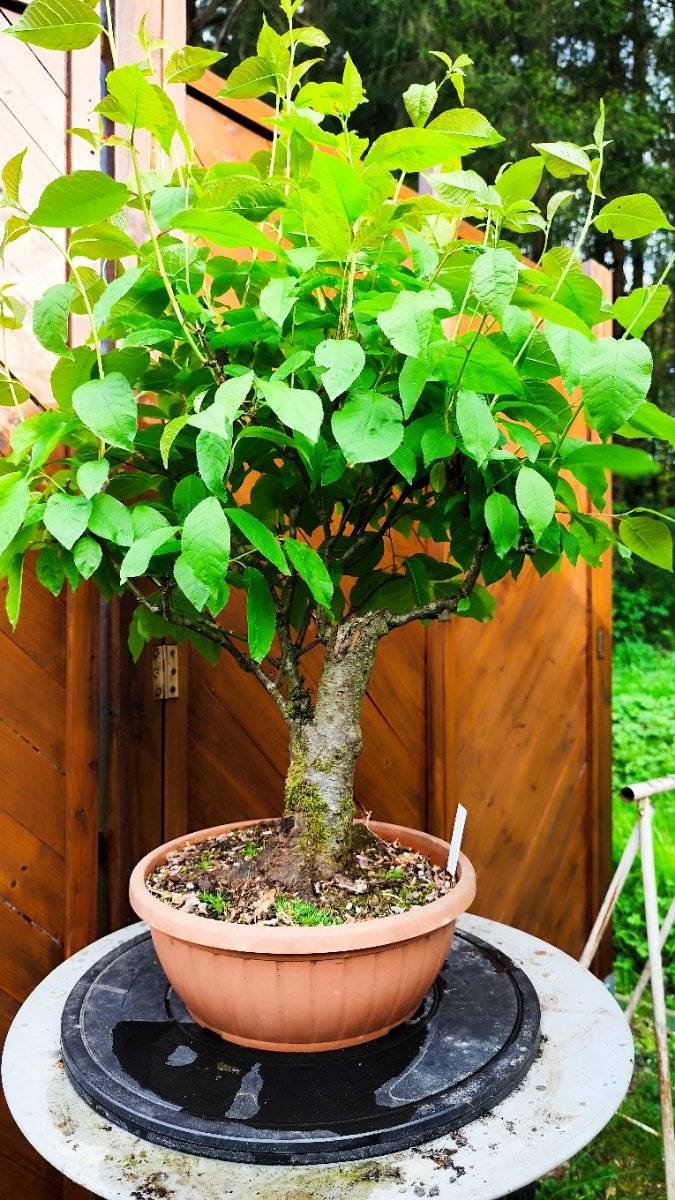 Prunus padus - Bonsai,  180,- (8523 Frauental an der Lanitz) - willhaben