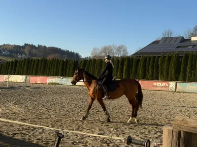 5-Zimmer-Immobilie kaufen in Südoststeiermark – 250 m², € 800.000 – Bild 21 von 23