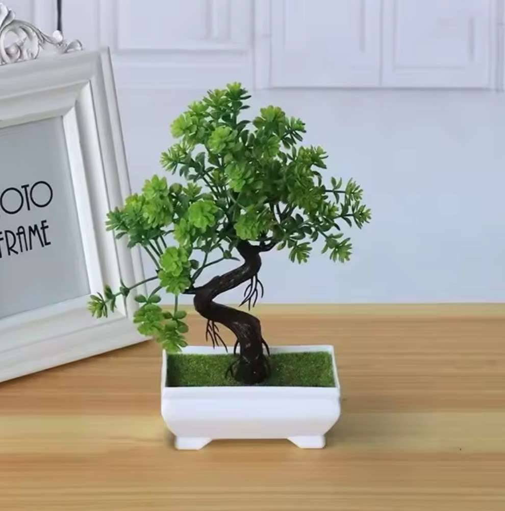 Bonsai Baum kaufen - willhaben