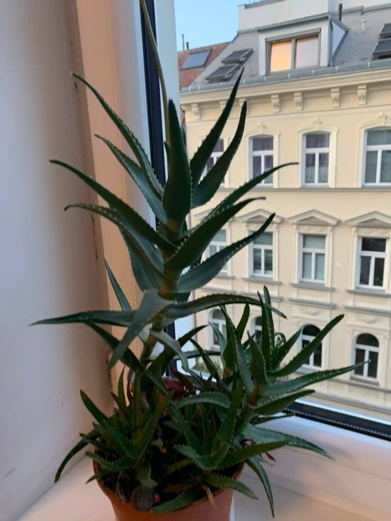 Kaktus,  20,- (1090 Wien) - willhaben
