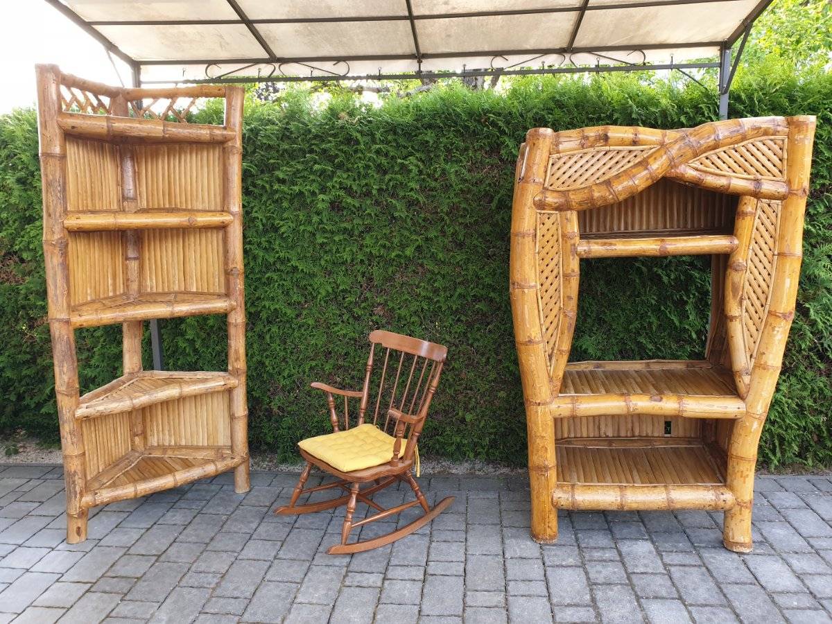 cactus vorbitor Lophocereus schottii Monstros Columnar Cactus Plant Online main image 0