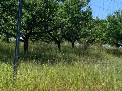 Immobilie kaufen in Gänserndorf – 30 000 m² – Bild 7 von 10