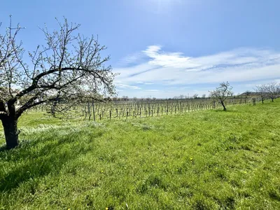 Grundstück kaufen in Neusiedl am See – 1 680 m², € 149.800 – Bild 4 von 6