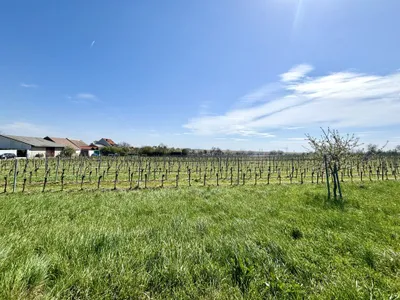 Grundstück kaufen in Neusiedl am See – 1 680 m², € 149.800 – Bild 3 von 6
