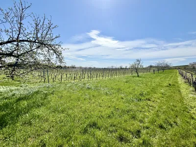 Grundstück kaufen in Neusiedl am See – 1 680 m², € 149.800 – Bild 6 von 6