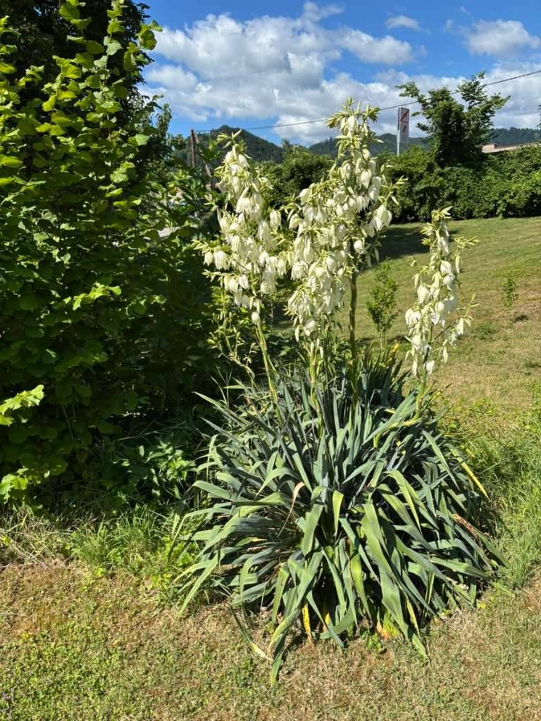 Yucca-Palmlilie, winterhart,  6,- (8045 Graz) - willhaben