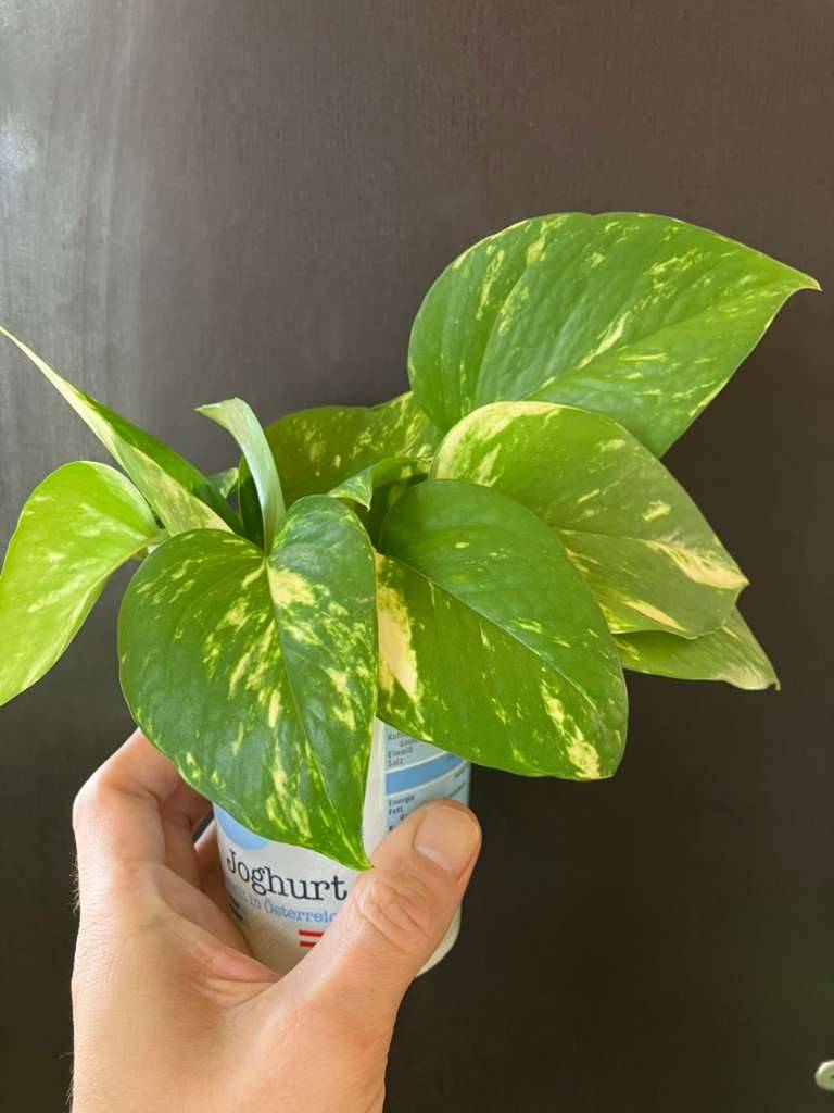 Golden Pothos - Goldene Efeutute - Epipremnum Aureum - Ableger,  1,- (1050  Wien) - willhaben