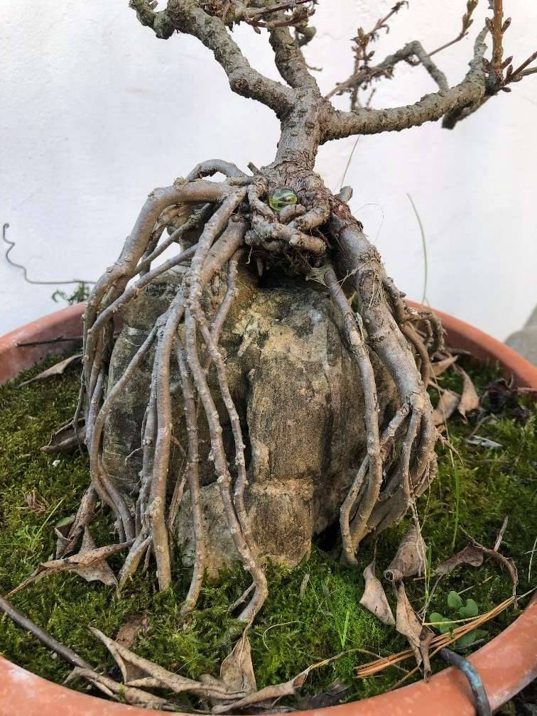 Bonsai Forsythien (Forsythia) , Prebonsai gute Basis,  119,- (3202  Grnsbach) - willhaben