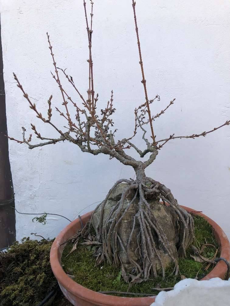 Bonsai Forsythien (Forsythia) , Prebonsai gute Basis,  119,- (3202  Grnsbach) - willhaben