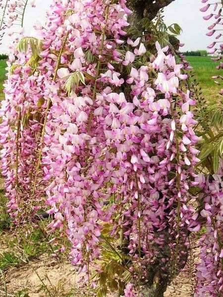 Blauregen in ROSA - WEISS - BLAU LILA - Wisterie , 1m hoch,  13,- (3442  Langenrohr) - willhaben