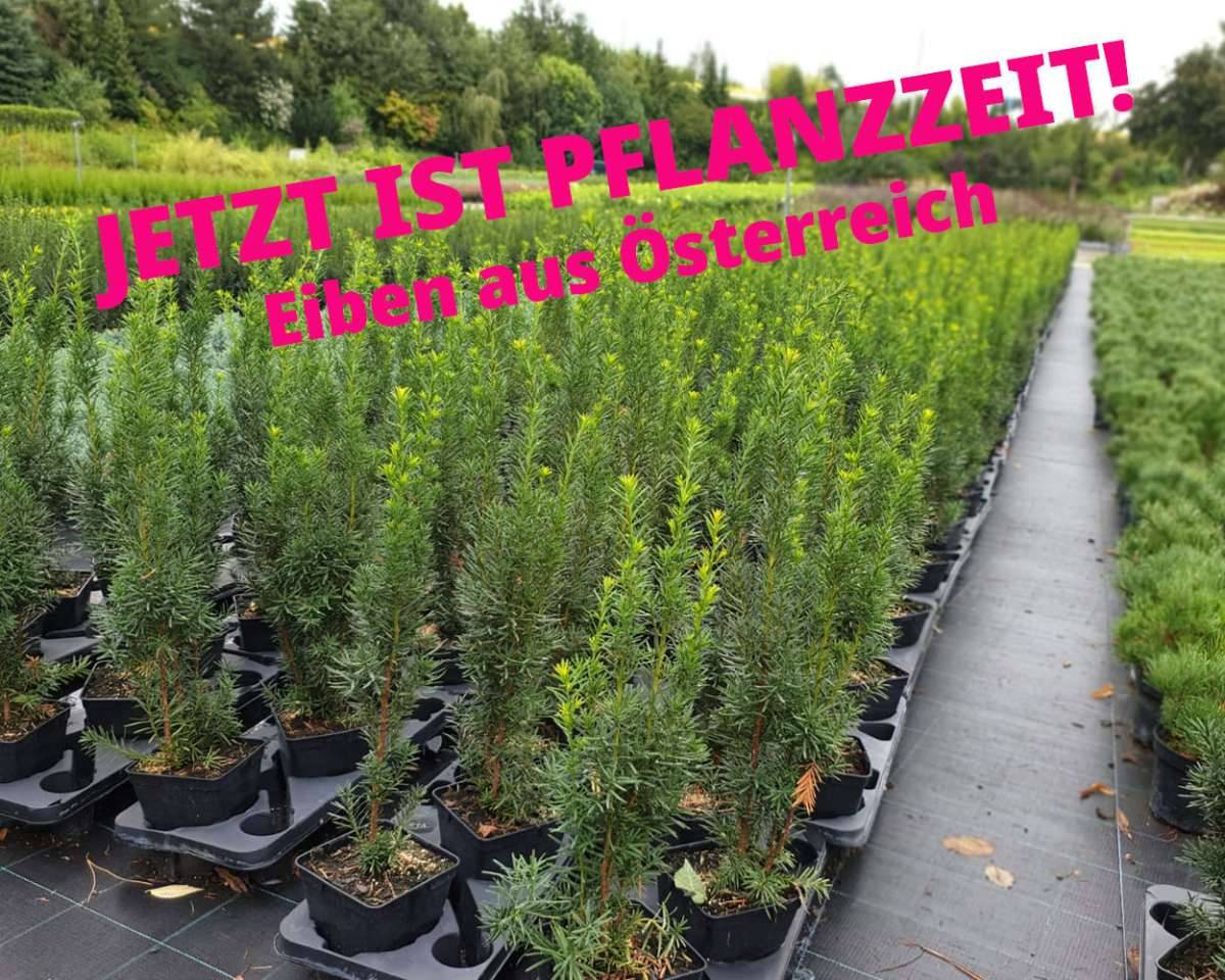 Heimische Eibe (Taxus baccata) - Die immergrne & edle Heckenpflanze aus  sterreich! JETZT BESTELLEN MIT LIEFERUNG!,  7,12 (1150 Wien) - willhaben