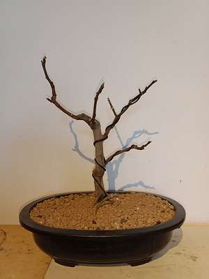 Bonsai, € 150,- (9781 Flaschberg) - willhaben