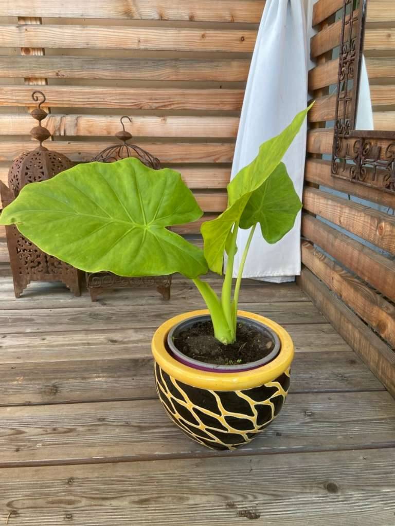goldfruchtpalme Areca Zimmerpflanze - Goldfruchtpalme :21 H:120 cm