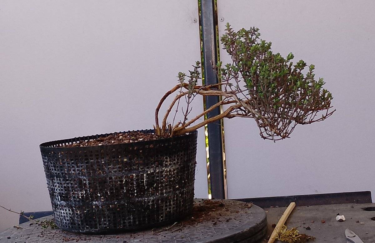 Bonsai,  25,- (2452 Mannersdorf am Leithagebirge) - willhaben