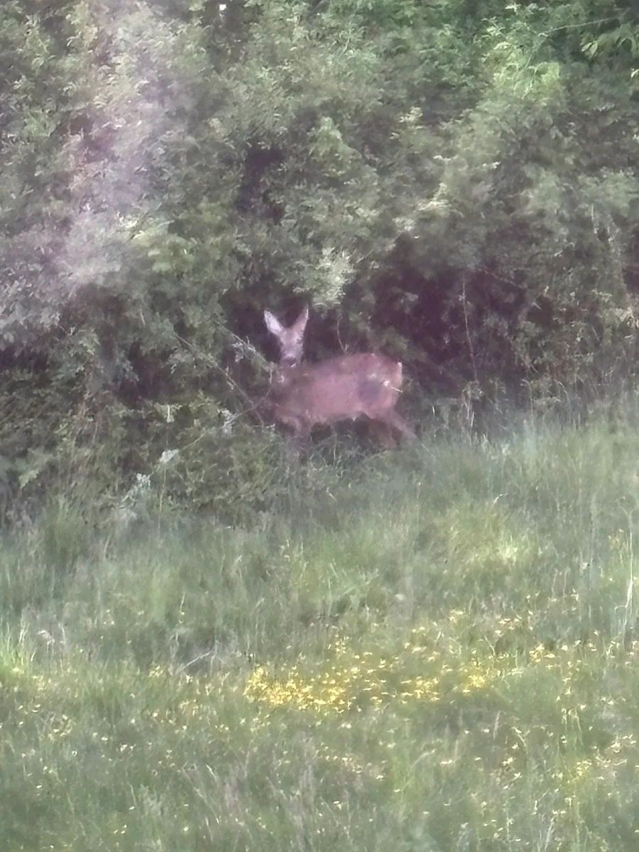 GU-Baugrundstück in Ruhelage sucht Bewohner, die Natur schätzen (naturnahe, ruhig, Sackgasse) am Waldrand - Ansicht 3