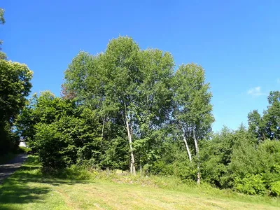 Grundstück kaufen in Jennersdorf – 4 232 m², € 52.000 – Bild 6 von 25