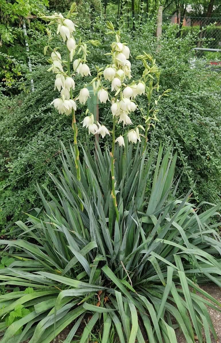 rhododendron tulipifera Fortune Rhododendron  100 Seeds