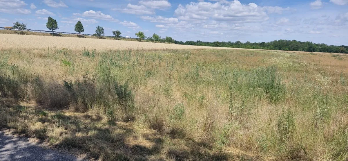 Landwirtschaftliche Nutzfläche - Ansicht 2