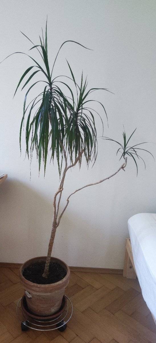 Drachenbaum / Dracaena marginata,  65,- (1200 Wien) - willhaben
