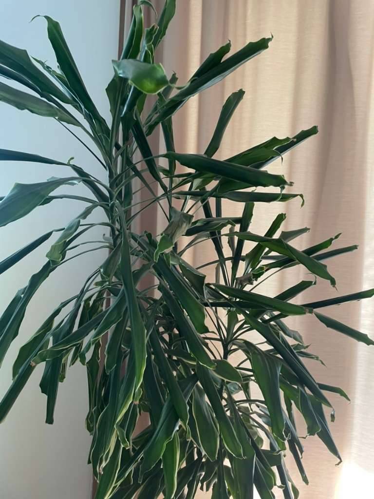 Dracaena / Drachenbaum / Yucca,  25,- (1100 Wien) - willhaben