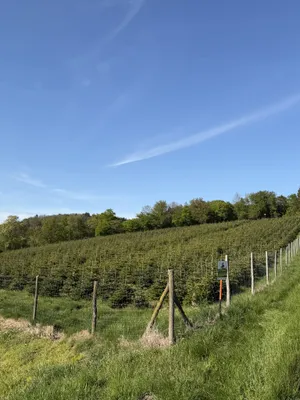 Grundstück kaufen in Oberwart – 210 365 m² – Bild 6 von 10