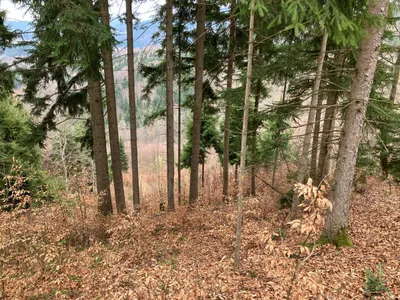 Grundstück kaufen in Gmunden – 53 008 m², € 3 – Bild 3 von 13