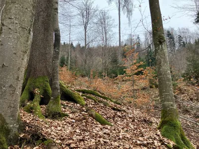 Grundstück kaufen in Gmunden – 53 008 m², € 3 – Bild 11 von 13