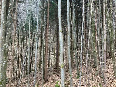 Grundstück kaufen in Gmunden – 53 008 m², € 3 – Bild 10 von 13