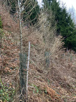 Grundstück kaufen in Gmunden – 53 008 m², € 3 – Bild 4 von 13