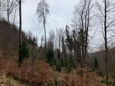Grundstück kaufen in Gmunden – 53 008 m², € 3 – Bild 9 von 13