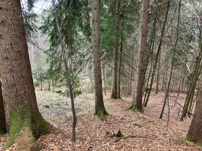 Grundstück kaufen in Gmunden – 53 008 m², € 3 – Bild 8 von 13