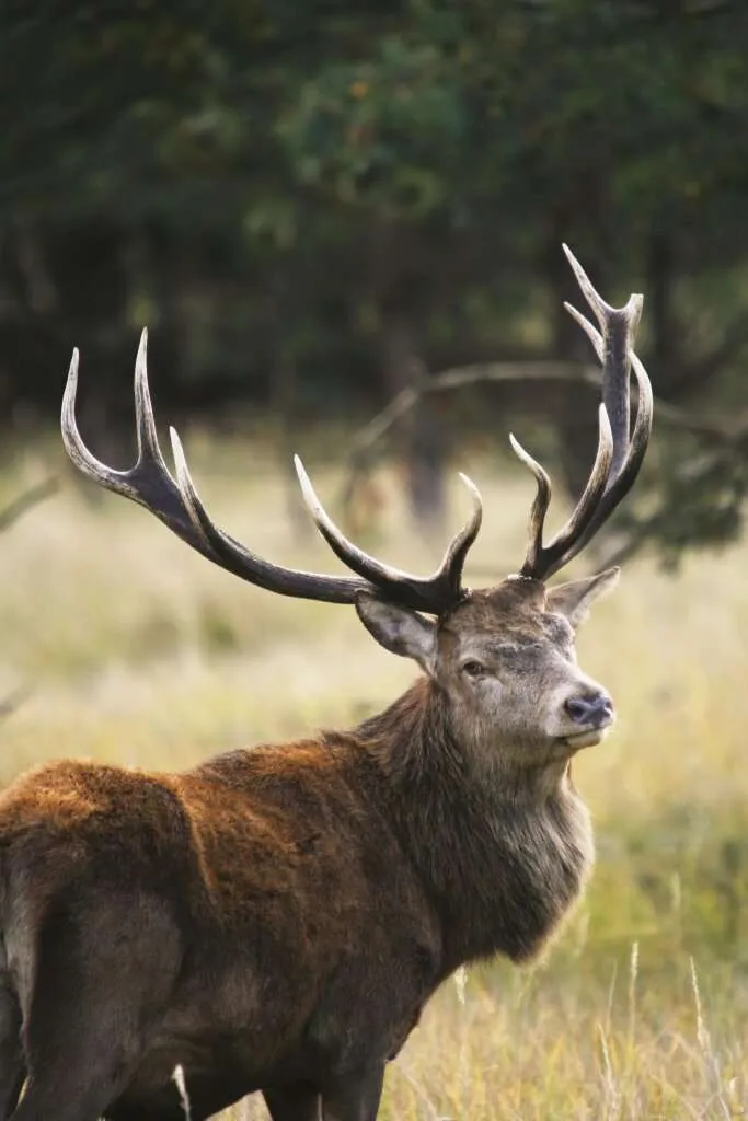 Wald / Forstbesitz / Eigenjagd verkaufen? – pohled 2