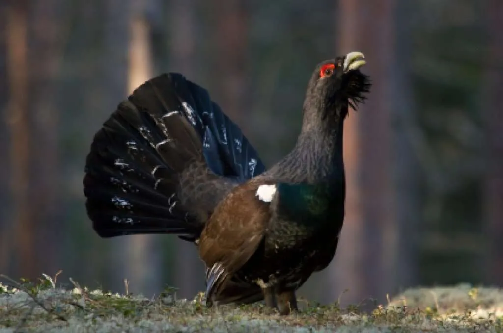 Wald / Forstbesitz / Eigenjagd verkaufen? – pohled 3