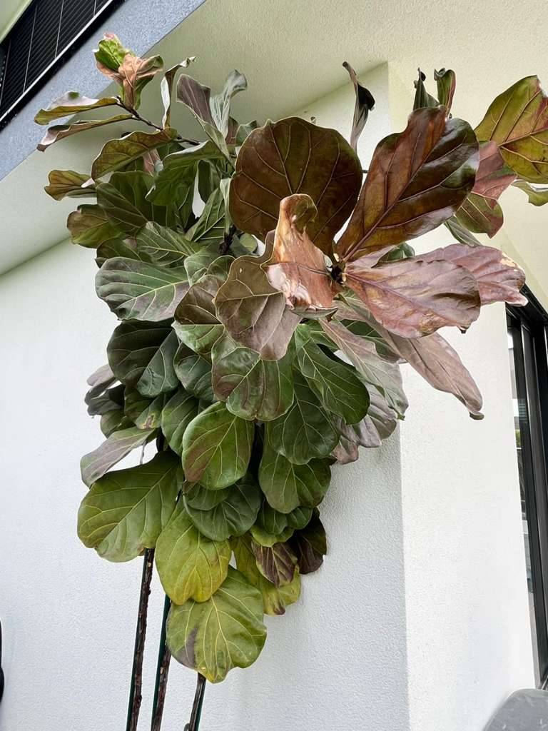 Ficus lyrata - Geigenfeige ca. 3,5m Hoch,  50,- (2441 Mitterndorf an der  Fischa) - willhaben