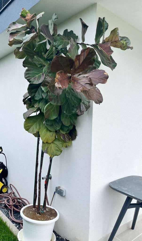 Ficus lyrata - Geigenfeige ca. 3,5m Hoch,  50,- (2441 Mitterndorf an der  Fischa) - willhaben