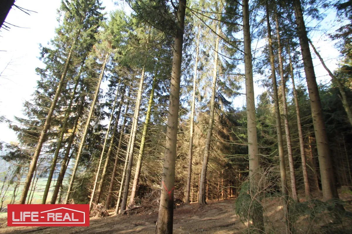 sonniges Grünland mit Wald - Ansicht 3