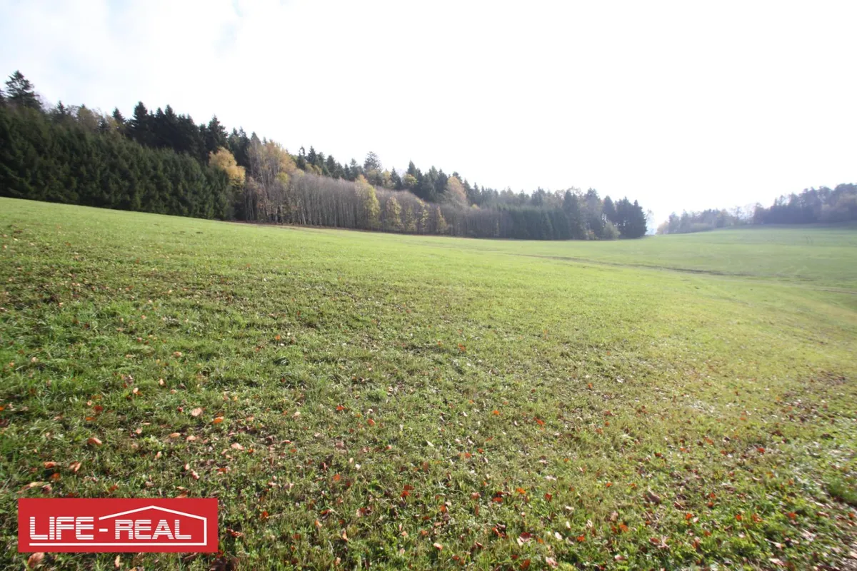 sonniges Grünland mit Wald - Ansicht 2