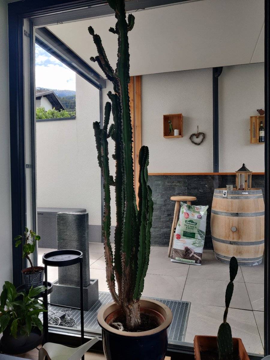 monstera 180 cm Monstera deliciosa 180 cm XXL  groe Fensterblattpflanze