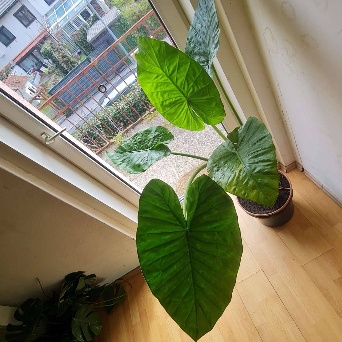 Alocasia Elefantenohr, Grsse 140 cm, VP 75 ,  75,- (1220 Wien) -  willhaben