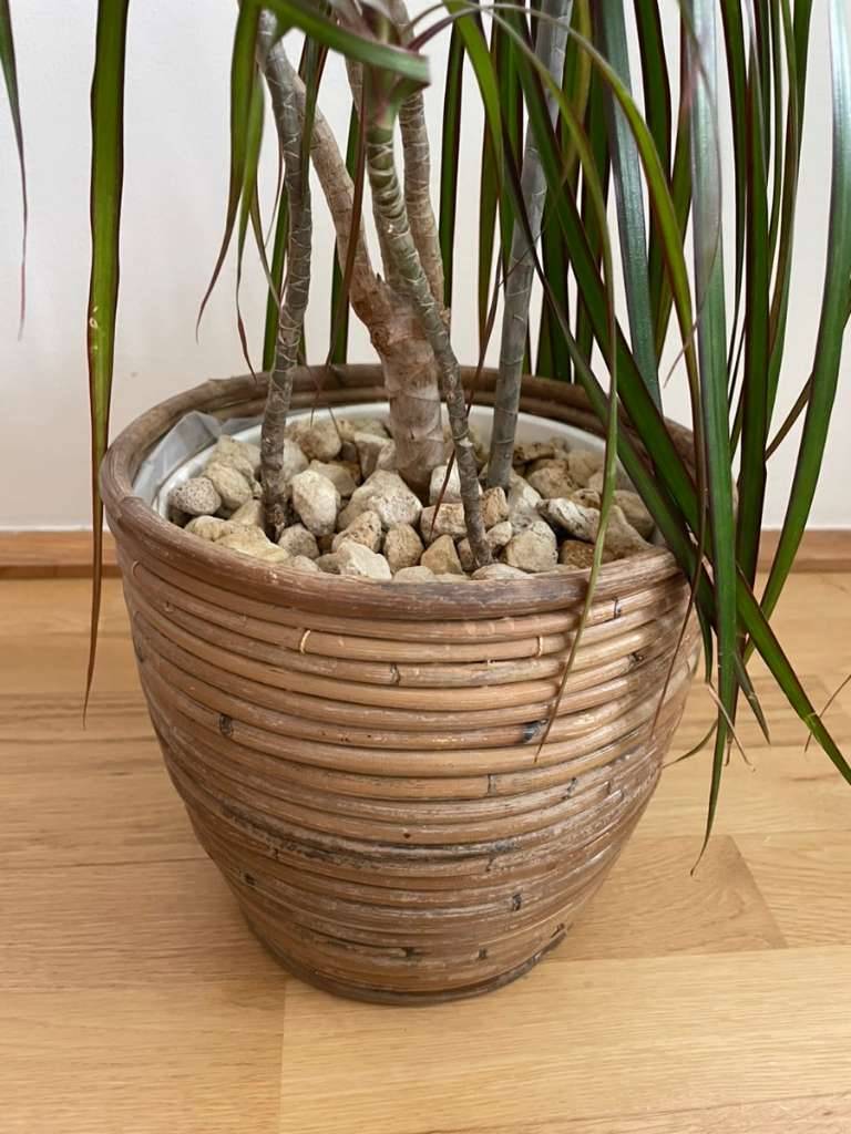 Dracaena Zimmerpflanze mit Topf aus Rattan Pflanze Drachenbaum Blumentopf  Rattantopf Bambus,  20,- (1110 Wien) - willhaben