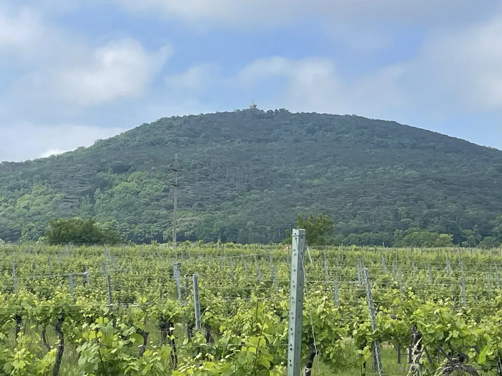 Großzügiges Baugrundstück 2059 m² in Sooß, Niederösterreich - Ihr Traum vom Eigenheim! - Ansicht 2