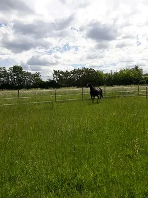 Immobilie kaufen in Gänserndorf – 4 000 m², € 290.000 – Bild 4 von 5