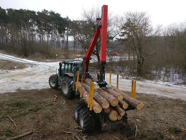 Baumabtragen Baumentfernung Baum schneiden