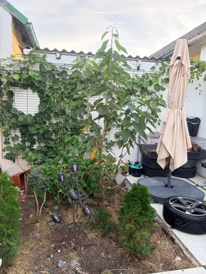 2-Zimmer-Haus mieten in Wiener Neustadt Land – 60 m², € 700 – Bild 2 von 10