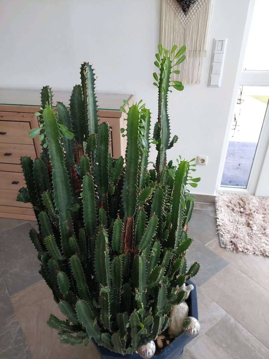 Kaktus , Wolfsmilch,,  105,- (8232 Erdwegen) - willhaben