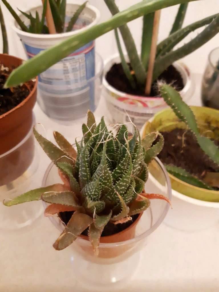 mikado bogenhanf Sansevieria fernwood mikado (Bogenhanf) (XS) kaufen