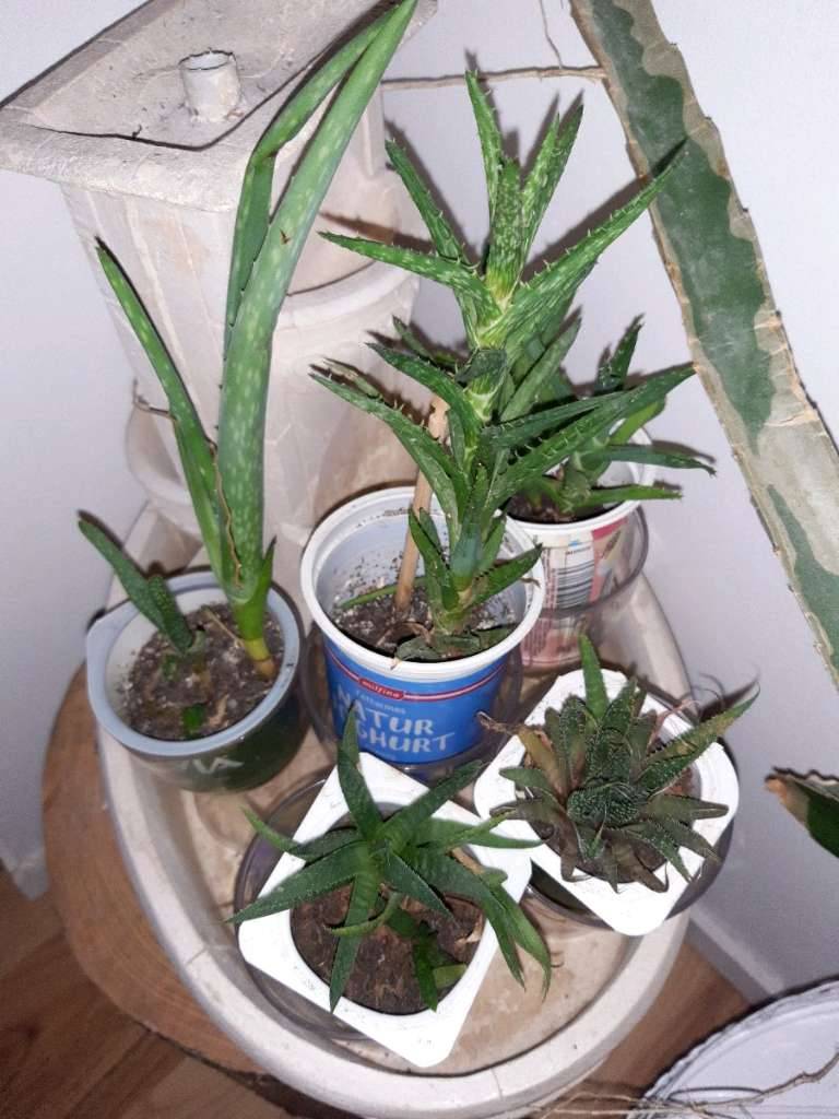 best aloe vera juice 99.7% Pure Aloe Vera Inner Leaf Juice | Micropulp