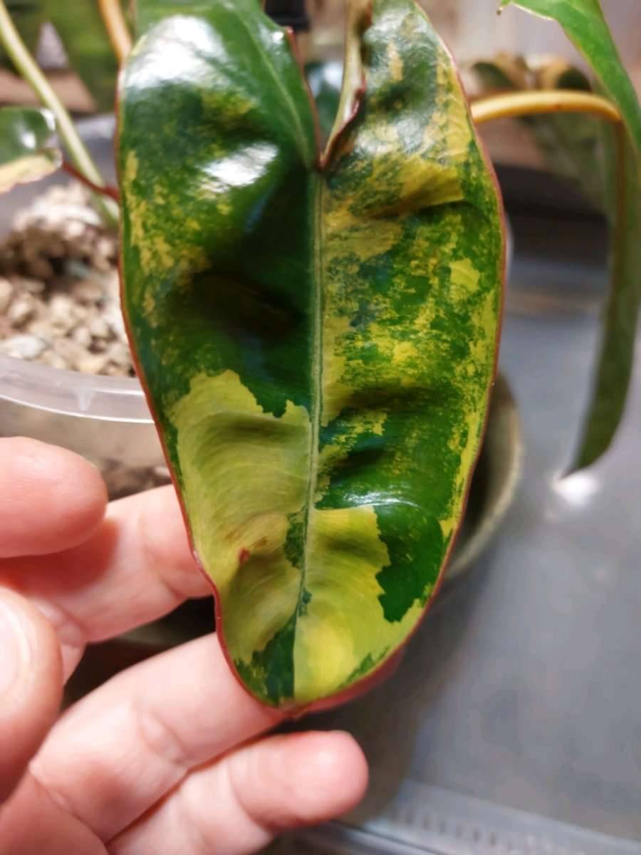 Philodendron billietiae variegata Ableger,  150,- (66352 ) - willhaben