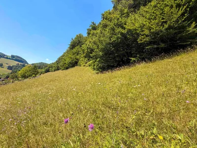 Immobilie kaufen in Steyr-Land – 34 417 m², € 800.000 – Bild 11 von 14