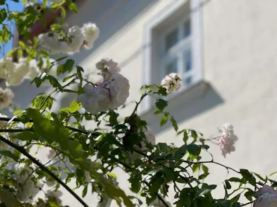 3-Zimmer-Wohnung mieten in Wien – 133 m², € 2.990 – Bild 7 von 9